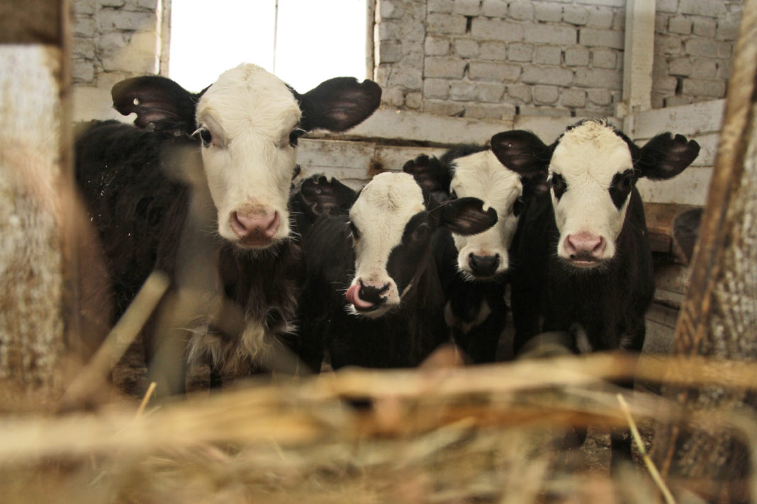 Спк пионер. Племзавод заря грязовецкий. Спк родниковский. Племзавод заря ивановская область. Совхоз возрождение.